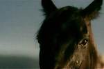 Guinness - Mustang